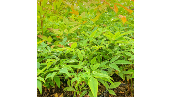 Tout savoir sur le Nandina : Le Bambou Sacré du Jardin