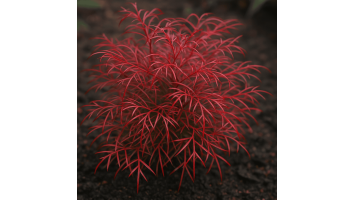 Tout savoir sur Nandina domestica 'Filamentosa' : Feuillage Léger et Décor Graphique