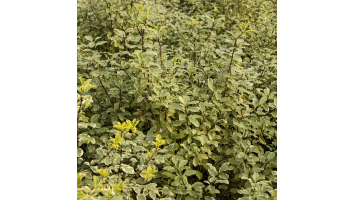 Pittosporum : variétés, plantation et entretien – Le guide complet pour un jardin toujours vert