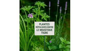 Plantes répulsives contre le moustique tigre : quelles sont les plus efficaces ?