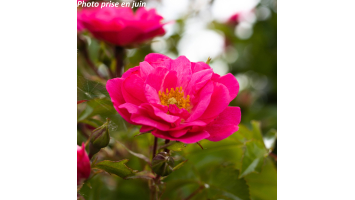 Prendre soin de ses rosiers...