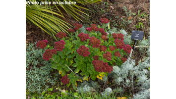 Les plantes d’automne :...