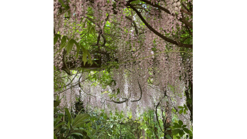 Créer une arche fleurie avec une glycine : étapes, variétés et inspirations