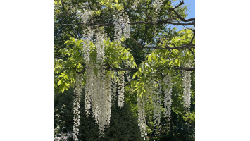 Quelle variété de glycine choisir pour votre jardin ?