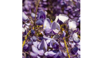 La taille de la glycine : quand et comment tailler pour une floraison abondante