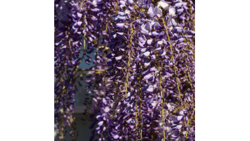 Tout savoir sur la glycine : plantation, entretien et floraison spectaculaire