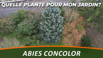 LE SAPIN DU COLORADO 