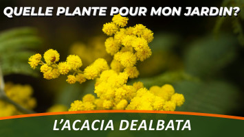 LE MIMOSA ou ACACIA DEALBATA