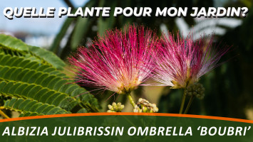 L'ALBIZIA JULIBRISSIN OMBRELLA 'BOUBRI' ou L'ABRE DE SOIE 