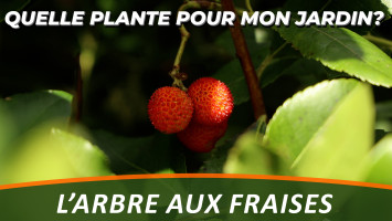 L'ARBRE AUX FRAISES ou ARBOUSIER