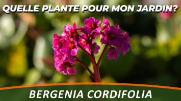 BERGENIA CORDIFOLIA