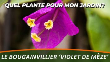 BOUGAINVILLIER 'VIOLET DE MÈZE'