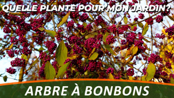 L'ARBRE À BONBONS ou LE CALLICARPA 'PROFUSION'