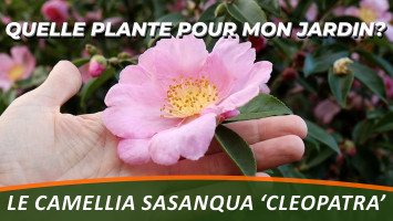 CAMELLIA SASANQUA 'CLEOPATRA'