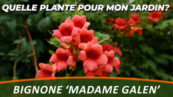 LA BIGNONE 'MADAME GALEN'