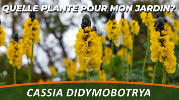 L'ARBRE CANDÉLABRE ou CASSIA DIDYMOBOTRYA