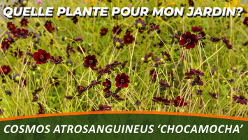 LE COSMOS CHOCOLAT ou COSMOS ATROSANGUINEUS 'CHOCAMOCHA'