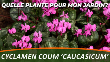 LE CYCLAMEN