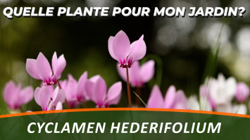 CYCLAMEN DE NAPLES ou CYCLAMEN HEDERIFOLIUM