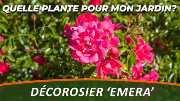 LE DÉCOROSIER 'EMERA' 