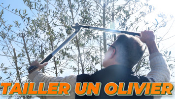 COMMENT TAILLER VOTRE OLIVIER ?