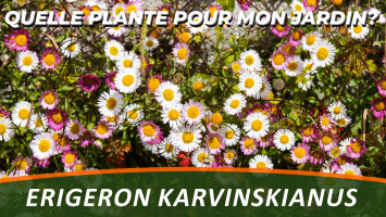 PAQUERETTE DES MURAILLES ou ERIGERON KARVINSKIANUS