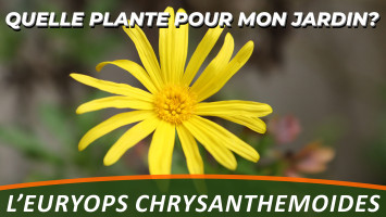 EURYOPS CHRYSANTHEMOIDES