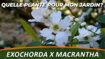 L'ARBRE AUX PERLES ou EXOCHORDA X MACRANTHA