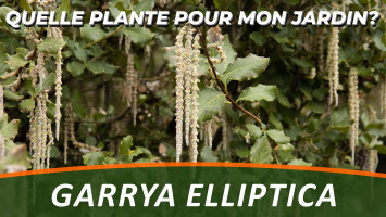 GARRYA ELLIPTIQUE 