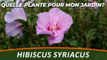 L'HIBISCUS SYRIACUS