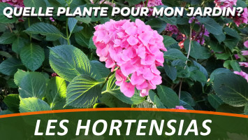 LES HORTENSIAS ou HYDRANGEAS