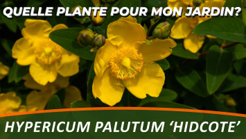 LE MILLEPERTUIS ou HYPERICUM PALUTUM 'HIDCOTE'