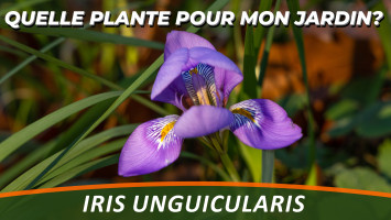 L'IRIS D'ALGER ou IRIS UNGUICULARIS