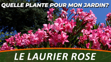 LE LAURIER ROSE