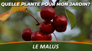 LE MALUS ou POMMIER D'ORNEMENT