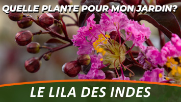 LE LILA DES INDES