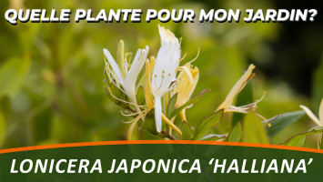 LE CHÈVREFEUILLE DU JAPON ou LONICERA JAPONICA 'HALLIANA'