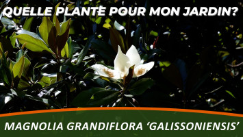 LE MAGNOLIA GRANDIFLORA 'GALISSONIENSIS'