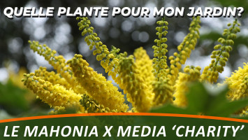 MAHONIA X MEDIA 'CHARITY' 