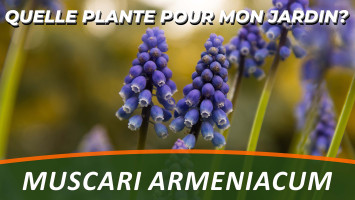 LE MUSCARI D'ARMÉNIE