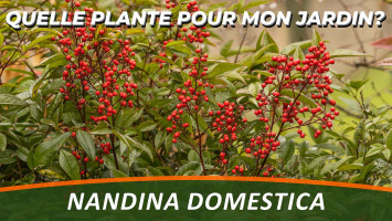 NANDINA DOMESTICA