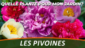 LES PAEONIA ou PIVOINES