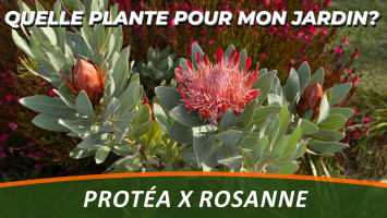 LA PROTEA ou Protea x Rosanne