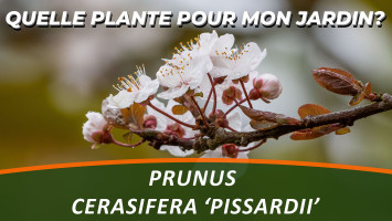 PRUNUS CERASIFERA 'PISSARDII' 