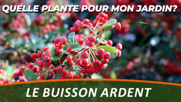 LE BUISSON ARDENT ou PYRACANTHA 
