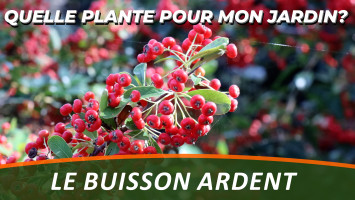 LE BUISSON ARDENT ou PYRACANTHA 