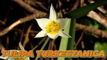 La Tulipe Turkestanica 