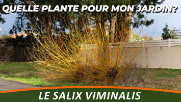 LE SAULE DES VANNIERS ou SALIX VIMINALIS