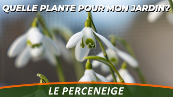 LE PERCE NEIGE ou GALANTHUS NIVALIS