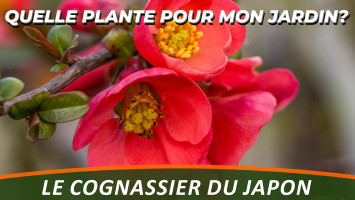 LE COGNASSIER DU JAPON ou CHAENOMELES JAPONICA